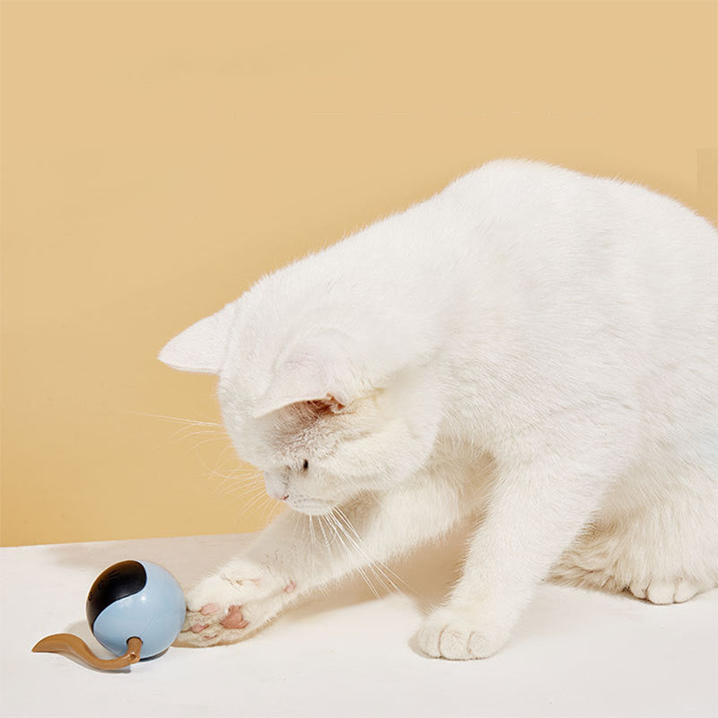 Weisse Katze spielt mit dem blauen Magic Ball Katzenspielzeug